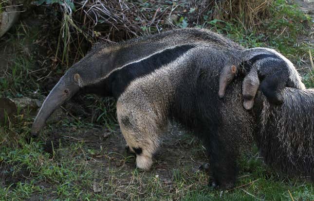 An adult anteater and its infant.