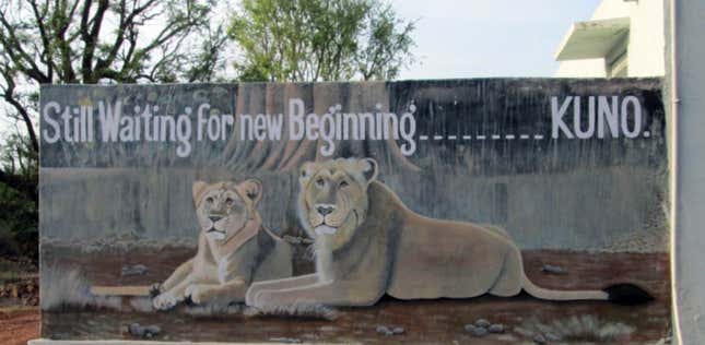Madhya Pradesh’s Kuno Palpur Wildlife sanctuary is all set to be the new home for relocated Asiatic lions from Gir in Gujarat.