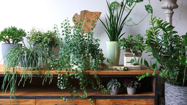 Image for article titled How to Cultivate a Houseplant Collection on a Budget
