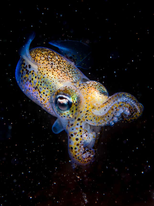 A bobtail squid at night.
