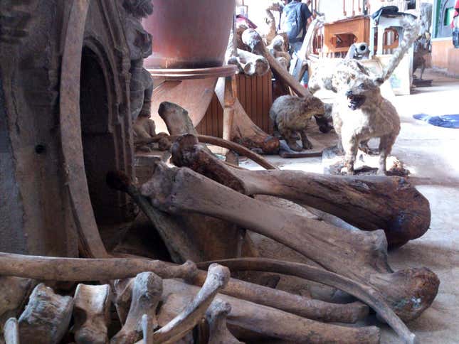 Fungus-infested skeleton of a Woolly mammoth.