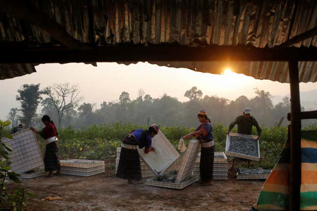 Silkworm cultivation in Myanmar.