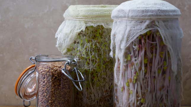 Image for article titled Grow Your Own Sprouts in a Mason Jar
