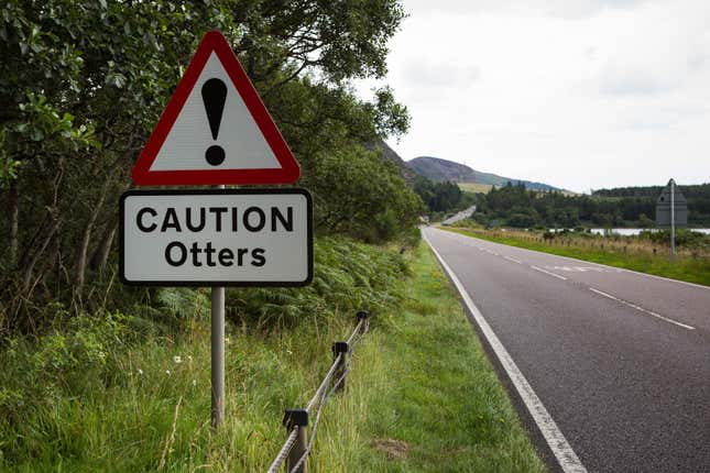 An otter crossing in Dornoch.