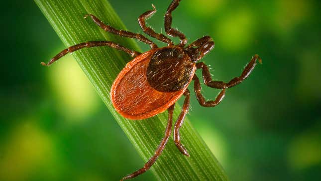 A female Ixodes pacificus tick, one of the two primary species that spread Lyme disease in the United States. Lyme is caused by the bacteria Borrelia burgdorferi.