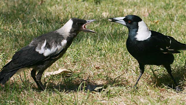 Australian magpies (not ones involved in the new study).