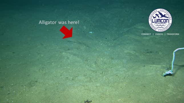 Imagen para el artículo titulado Arrojan tres caimanes muertos al fondo del mar para ver cómo los devoran. El resultado es fascinante