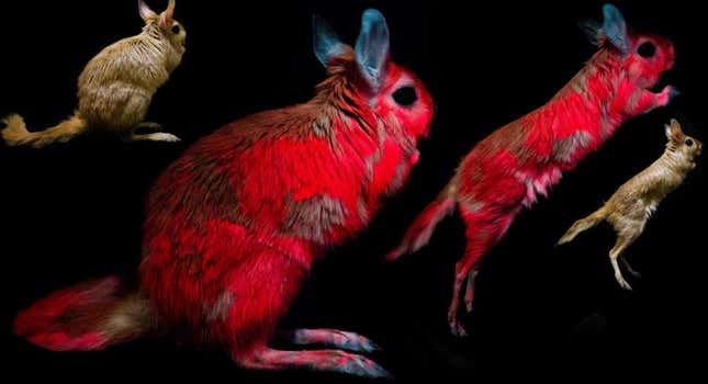 Imagen para el artículo titulado Descubren un nuevo animal que brilla en la oscuridad bajo luz UV, y la razón puede ser muy ingeniosa: camuflaje
