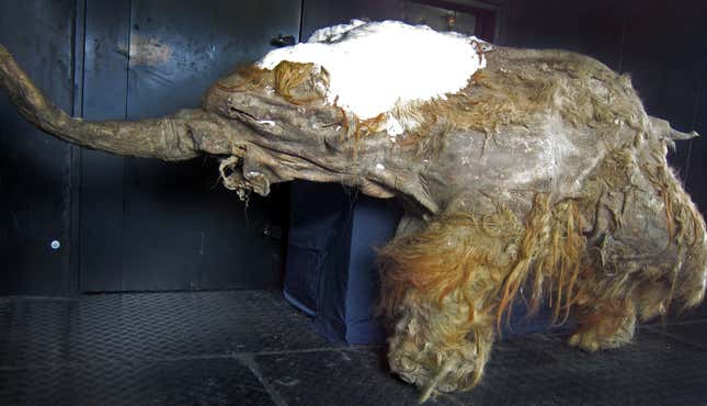 The preserved mammoth calf Yuka.