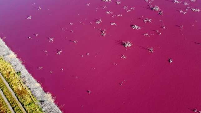 La contaminación hace que un lago argentino se vuelva color rosa brillante