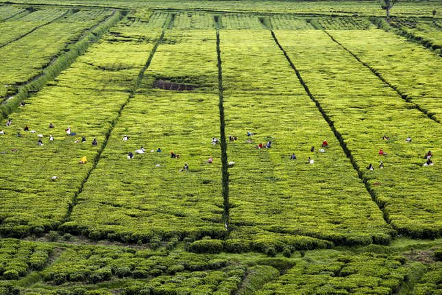 Image for article titled Aerial photos reveal the hypnotic geometry of farming