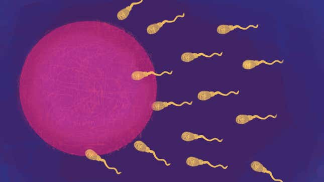 An illustration of human sperm cells racing to fertilize an egg.