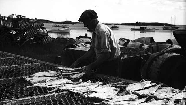 A fisherman dries codfish in Vinalhaven, Maine, circa 1936.