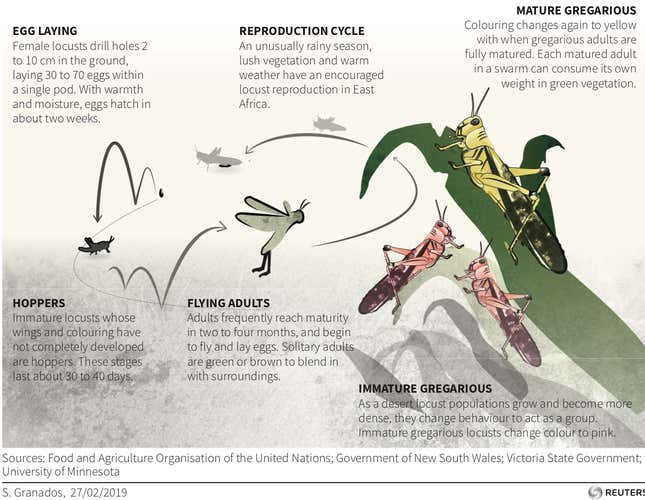 Lifecycle of a locust