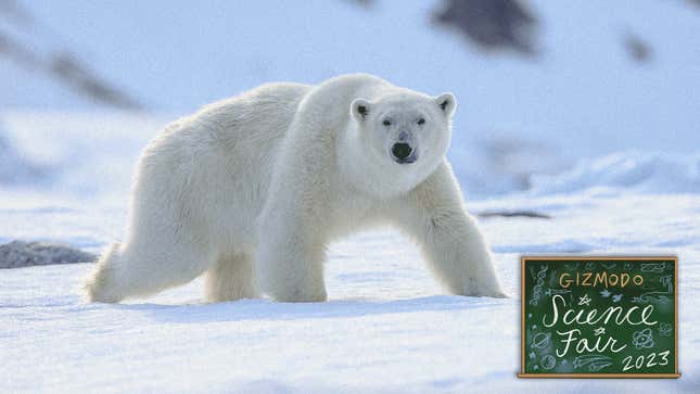 Image for article titled A Better Way to Track Polar Bears: Stick a Burr in Their Fur