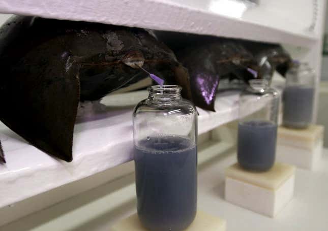 Horseshoe crabs in a rack bleed into bottles.