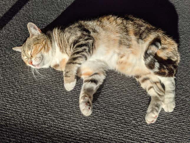 Image for article titled The Cats Of Kotaku
