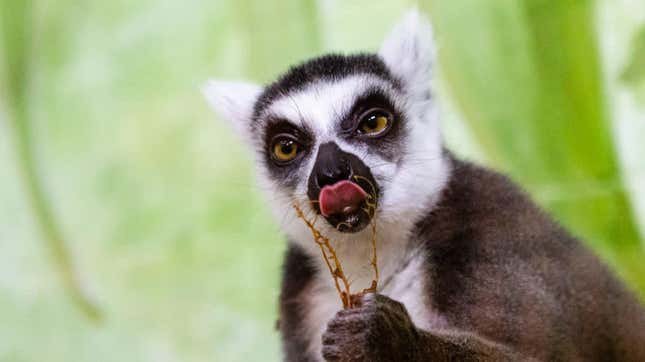 Image for article titled Lemurs find food by following their nose—it always knows!