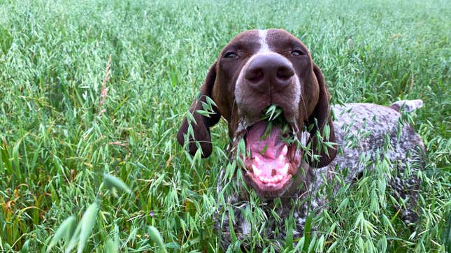 Image for article titled How to Stop Your Dog From Eating Grass