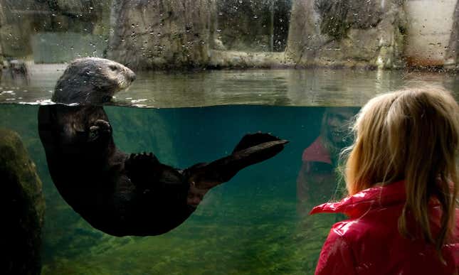 A sea otter at the Vancouver Aquarium