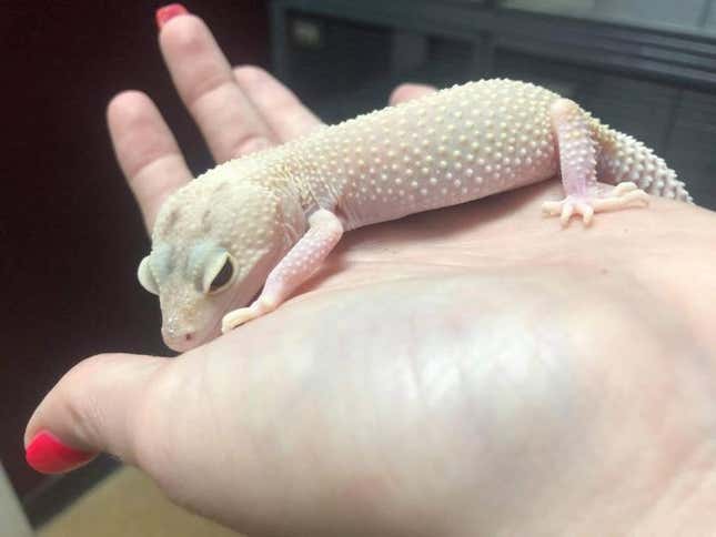 Gecko in palm of person's hand