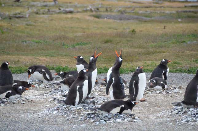 El pingüino que portaba la cámara, en tierra firme.