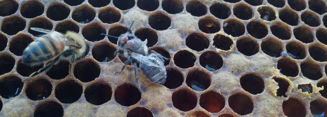 Bee carrying two Varroa mites at right, next to a healthy bee.