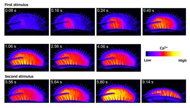 Imagen para el artículo titulado Un experimento revela qué es lo que activa la “trampa” de la Venus atrapamoscas