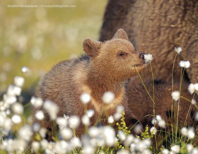 A brown bear sniffs some flowers.