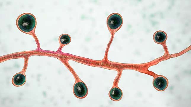 A 3D illustration of Blastomyces fungi.