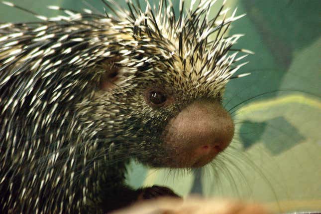 A prehensile-tailed porcupine