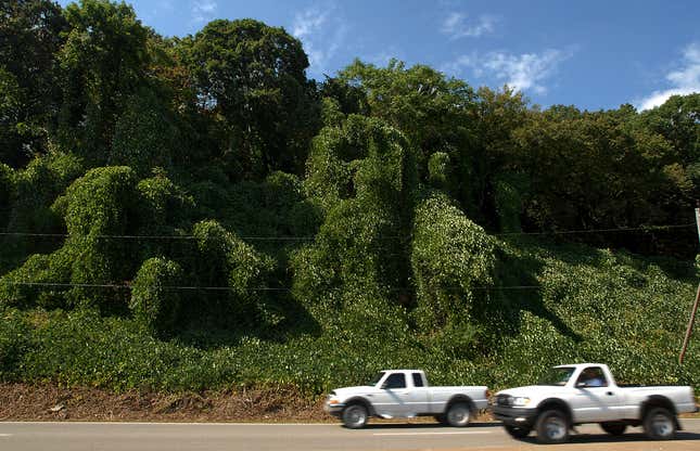 A hillside taken over by kudzu in North Charleston, West Virginia. 