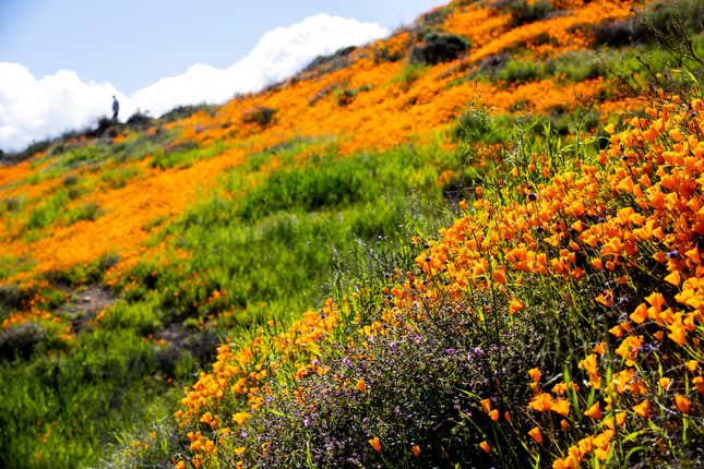 Image for article titled California’s colorful super blooms, in pictures