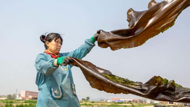 A worker dries kelp in Lidao Township, Rongcheng, in east China’s Shandong Province