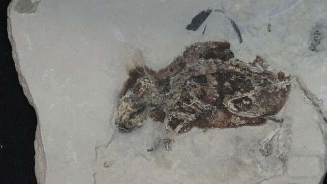 The fossil of the 3-million-year-old extinct field mouse.