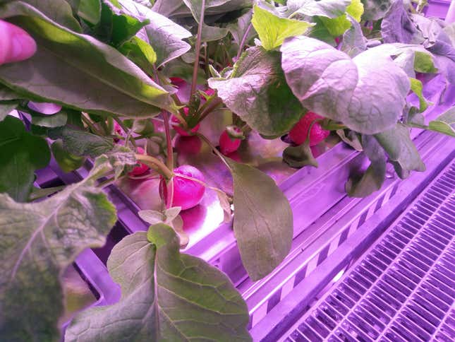 Radishes.