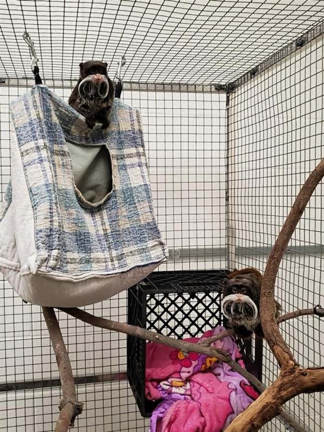 A photo of Bella and Finn in a small cage with blankets and hanging beds waiting out their quarantine period.