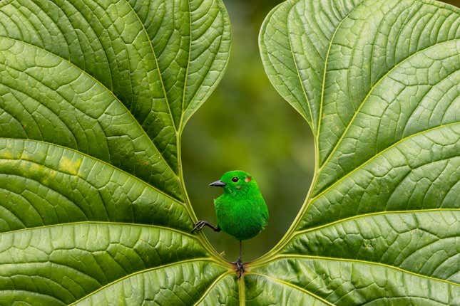 A glistening-green Tanager is framed by a leaf in the Ecuadorian rainforest.