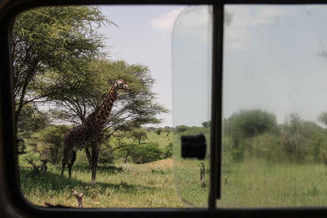 Giraffes face extinction as their numbers decline rapidly due to shrinking habitats