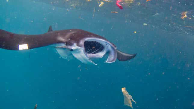 A manta swimming with plastic debris in Indonesia.