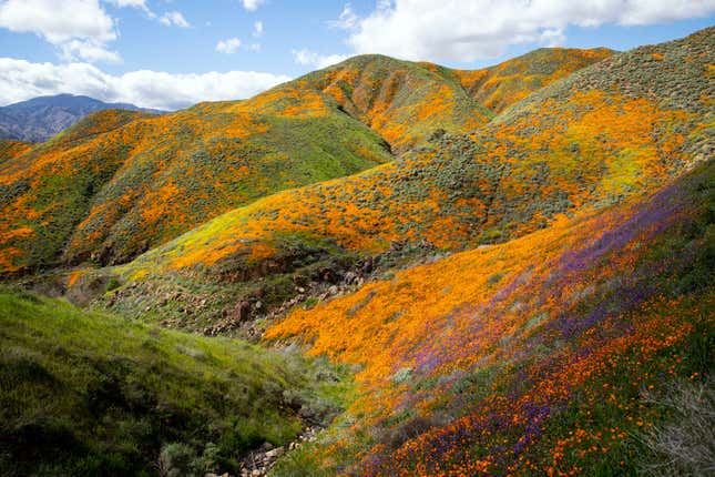 Image for article titled California’s colorful super blooms, in pictures