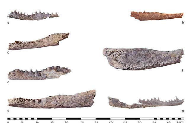 Encuentran 9 cabezas de reptil en tumbas egipcias 
