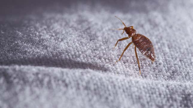 Image for article titled What to Do If You Find Bed Bugs In Your Hotel Room