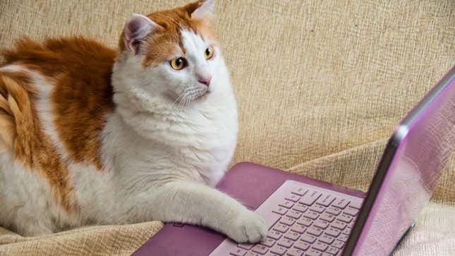 A cat using a computer