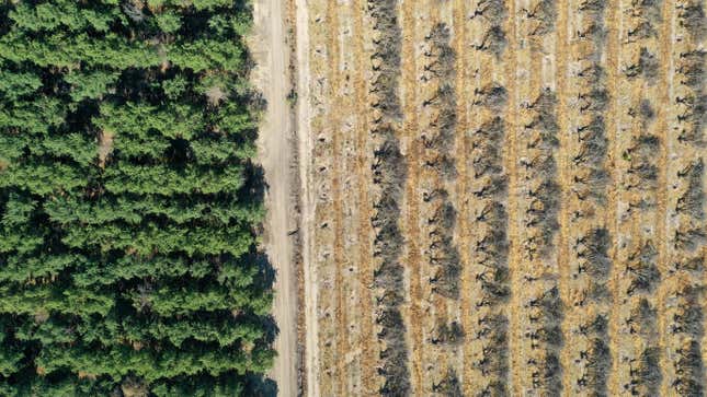  Central Valley farmer had 600 acres of his almond orchard removed and shredded and now plans to replace the almonds with a crop the requires less water.