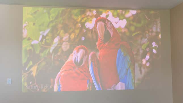 A scene featuring two brightly colored parrots projected onto a wall by the JMGO N1 Ultra projector.