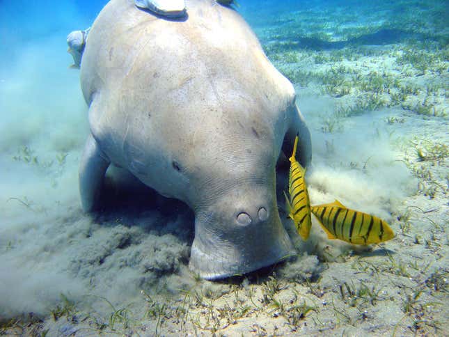 A dugong near Egypt