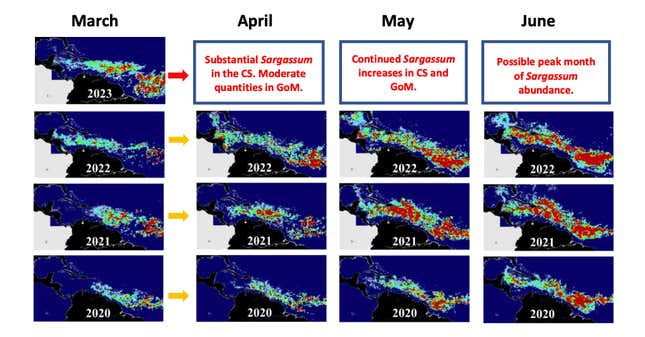 Eine Reihe von Satellitenkartenbildern zeigt das vergangene Ausmaß und das prognostizierte Ausmaß der Sargassum-Algenblüte im Atlantik.  Der März 2023 hat für die Jahreszeit einen Rekord für die meisten Algen aller Zeiten aufgestellt. 