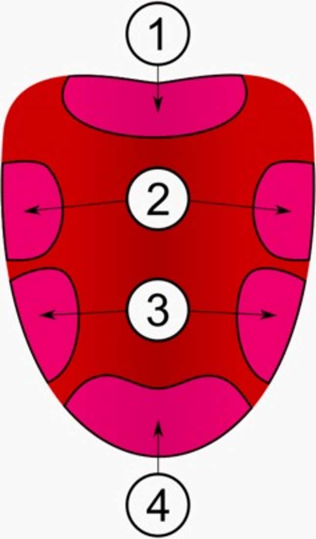 taste bud map