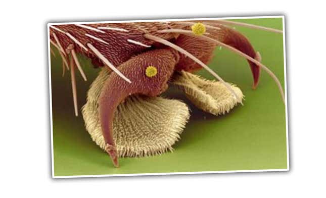 Image for article titled Do Flies Survive When They Fly Out Your Car Window At Highway Speeds?